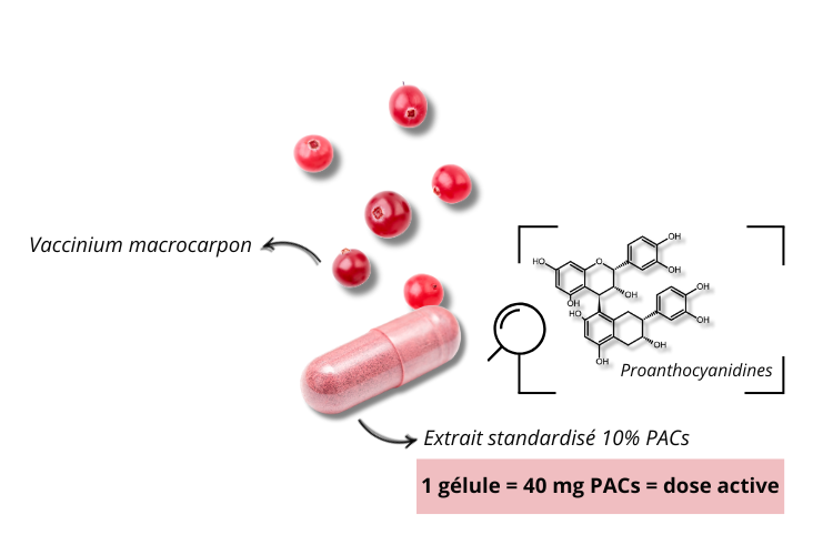 Extrait de canneberge et proanthocyanidines
